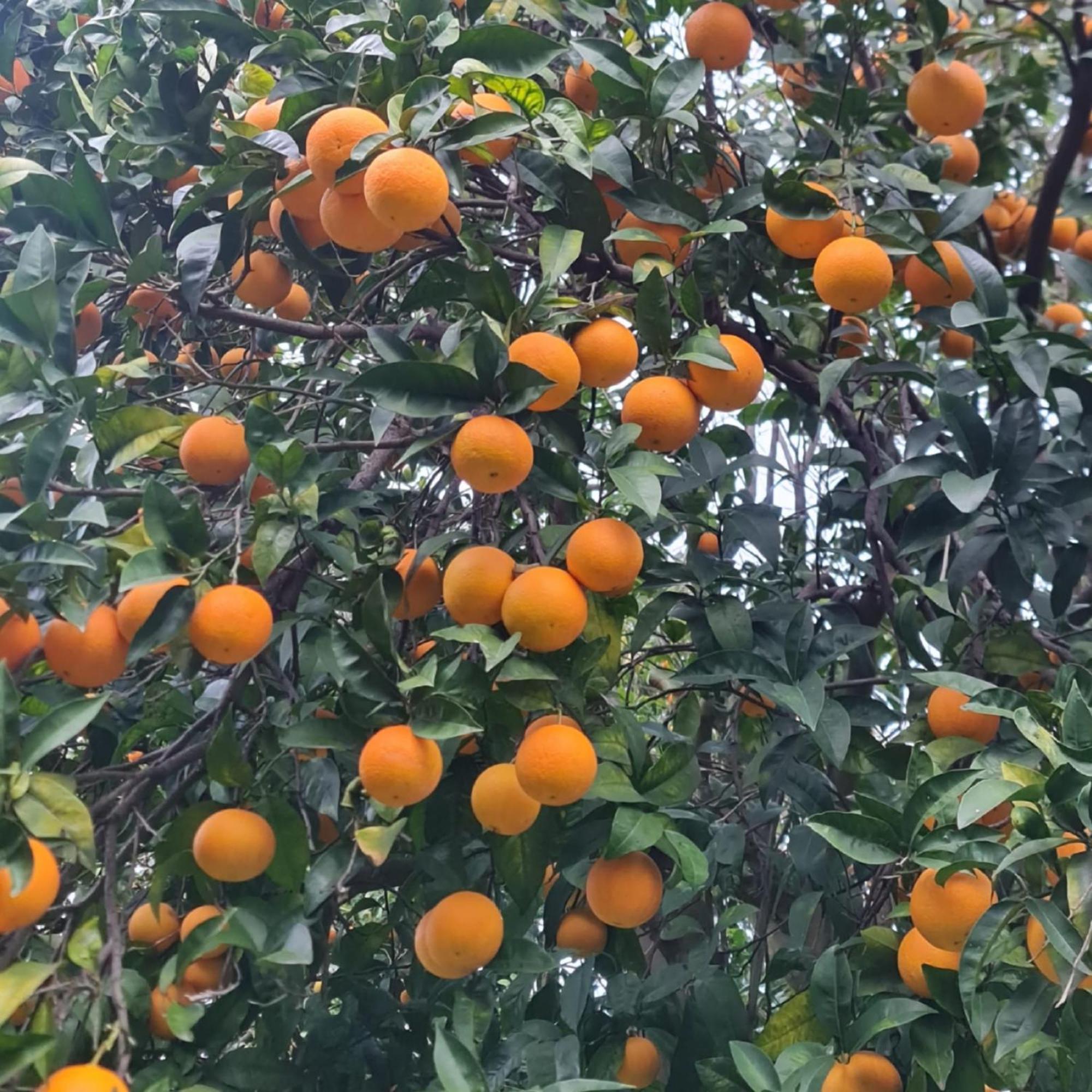 Casa Rosellina Sorrento 빌라 외부 사진