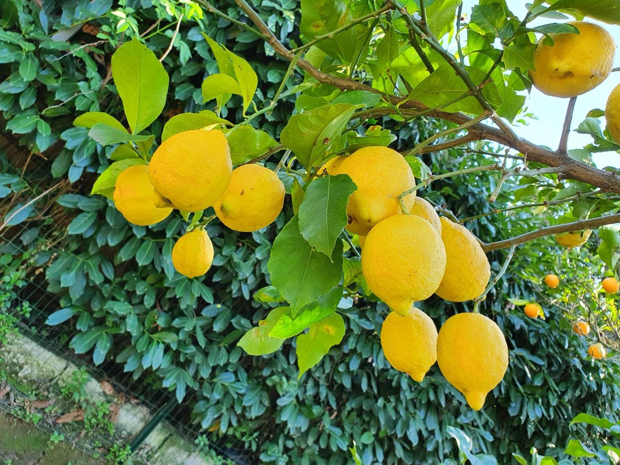 Casa Rosellina Sorrento 빌라 외부 사진